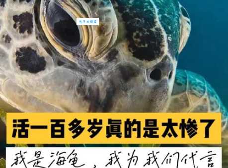 海龟和海葵的寿命差异 原来它们能活这么久