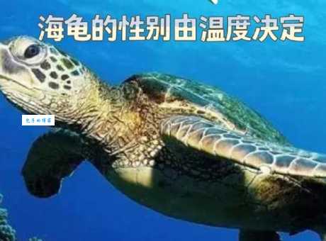 海龟和海葵的寿命差异 原来它们能活这么久