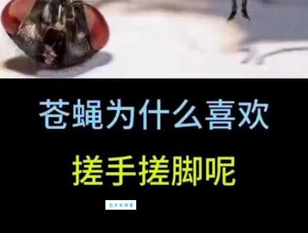 苍蝇搓手是什么意思这个动作竟然有这么多讲究