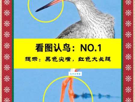 鼎鼎大名打一生肖答案揭晓原来是它