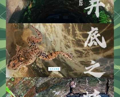 井底之蛙猜一生肖这个动物你绝对想不到