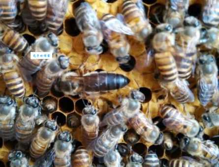 蜂出泉流代表哪个生肖一分钟告诉你答案