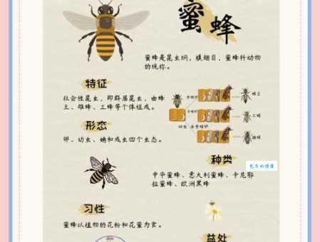 蜂蝶代表什么生肖 蜂蝶在生肖中的象征意义