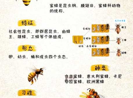蜂蝶代表什么生肖 蜂蝶在生肖中的象征意义