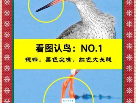 胆大包天打一生肖答案揭晓竟然是这个生肖