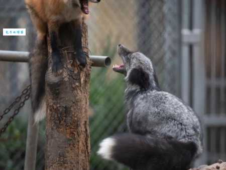 穷兵黩武打一生肖猜猜哪个动物最爱打架