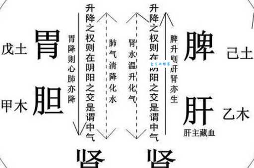 如见肺肝打一生肖真相终于找到最准的答案了