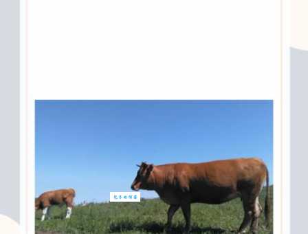 庙堂伟器是什么生肖动物 答案让你意想不到
