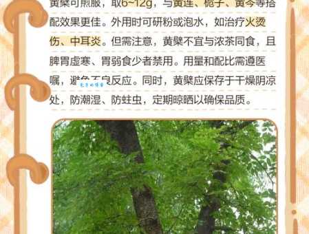 黄皮树怎么种植 芸香科黄檗属植物养护技巧