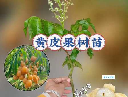 黄皮树怎么种植 芸香科黄檗属植物养护技巧