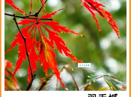 红枫是什么树 槭树科槭树属植物介绍