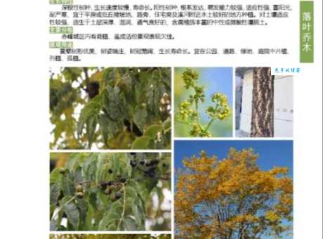 黄皮树是什么植物 芸香科黄檗属植物介绍