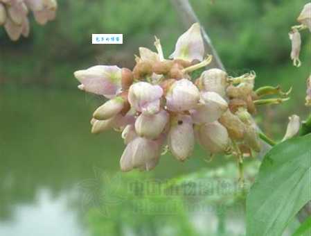 黄皮树是什么植物 芸香科黄檗属植物介绍