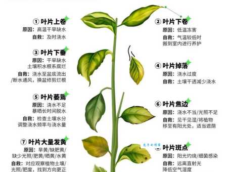 落地生根叶子发黄怎么办 常见问题解决方法