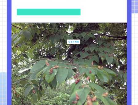 榛属植物怎么种植山毛榉目桦木科养护技巧