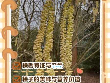 榛属植物怎么种植山毛榉目桦木科养护技巧