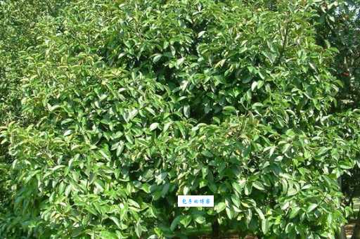 莽吉柿藤黄科植物怎么种植养护方法分享