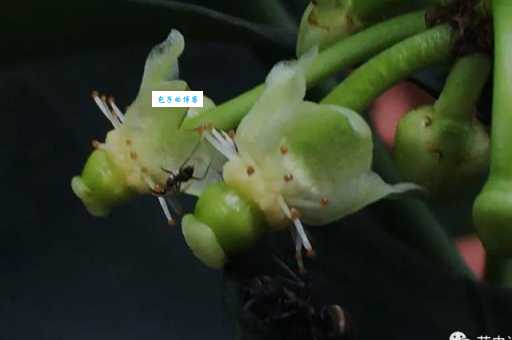 莽吉柿藤黄科植物怎么种植养护方法分享