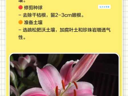 百合花怎么养才能开得又大又香