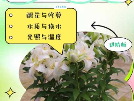 百合花怎么养才能开得又大又香