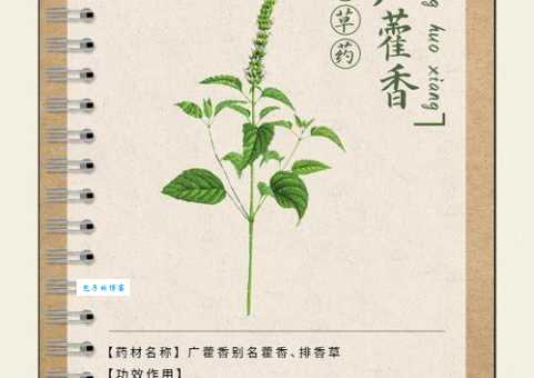 广藿香的功效与作用 唇形科植物的药用价值解析