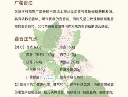 广藿香的功效与作用 唇形科植物的药用价值解析