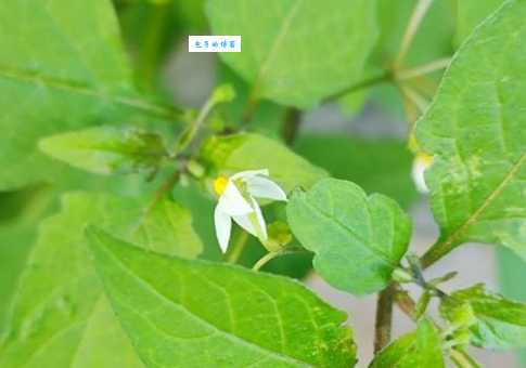 白英和龙葵的区别 两种茄属植物对比分析