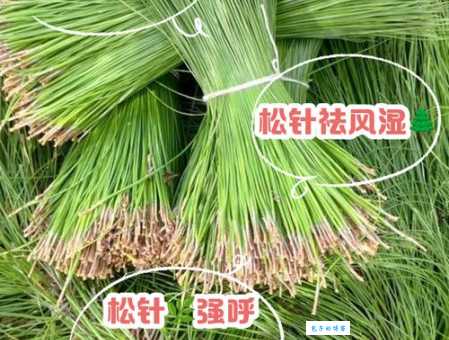 松针是什么植物 松科松属植物的特点与用途介绍