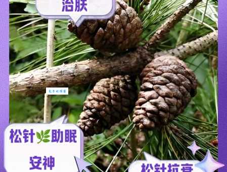 松针是什么植物 松科松属植物的特点与用途介绍