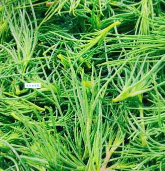 猪毛菜是什么植物 苋科猪毛菜属植物介绍