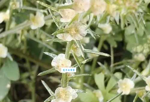 猪毛菜是什么植物 苋科猪毛菜属植物介绍