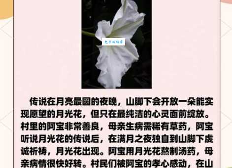 月光花的花期与观赏价值 旋花科植物养护指南