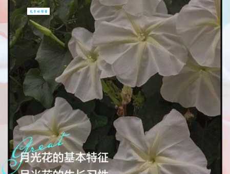 月光花的花期与观赏价值 旋花科植物养护指南