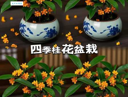 四季桂和桂花区别 木樨科植物对比指南