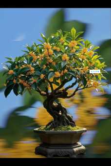 四季桂和桂花区别 木樨科植物对比指南