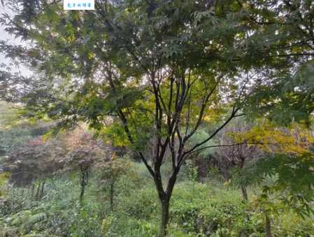 红枫适合种在哪里 槭树属植物种植环境要求