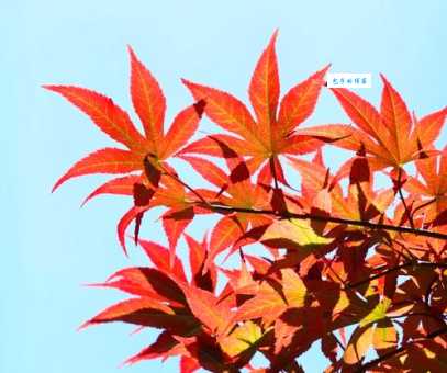 红枫适合种在哪里 槭树属植物种植环境要求