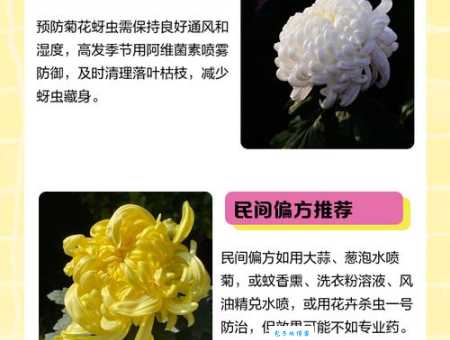 除虫菊种植方法 菊蒿属植物养护技巧分享