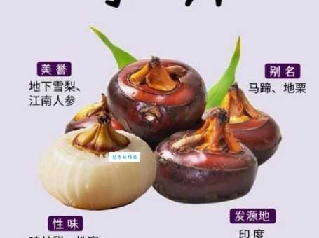 荸荠和马蹄的区别 莎草科荸荠属植物的小知识