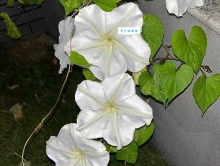 月光花与牵牛花的区别 旋花科月光花属植物辨识