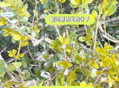 黄杨叶子发黄怎么办 黄杨常见病虫害防治方法