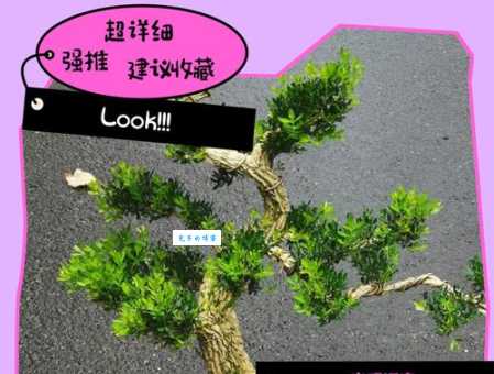 黄杨叶子发黄怎么办 黄杨常见病虫害防治方法