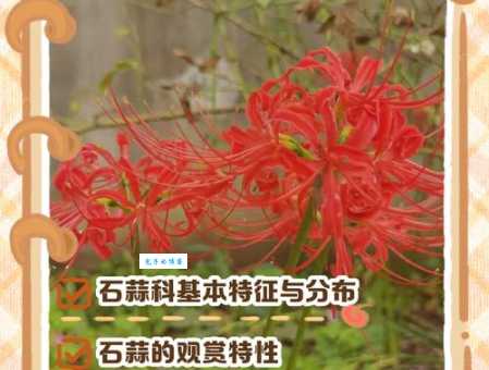 石蒜的种植方法 教你轻松养好石蒜科植物