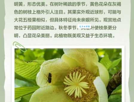 红药在哪里生长五桠果目草本植物分布区域解析