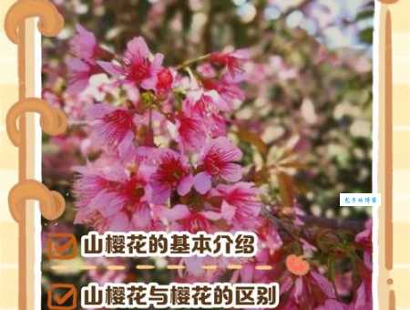 山樱的花期与特点 蔷薇科李属植物观赏指南