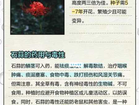 石蒜有毒吗 石蒜科植物的毒性及注意事项
