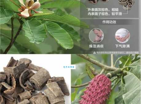 厚朴在中医中的应用 这种木兰科植物为何如此珍贵