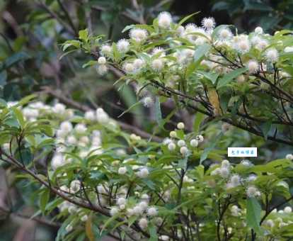 水团花的药用价值 茜草科植物功效与作用解析