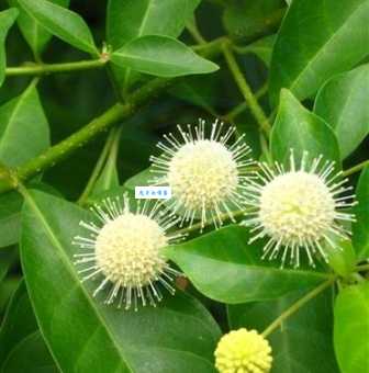 水团花的药用价值 茜草科植物功效与作用解析