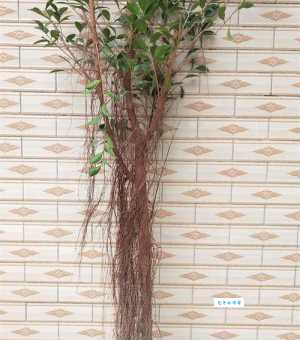榕树的气生根有什么用 桑科榕属植物独特特征揭秘